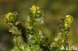 Glanzend tandmos (Barbilophozia barbata)