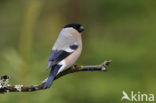 Eurasian Bullfinch (Pyrrhula pyrrhula)