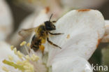 Grasbij (Andrena flavipes)