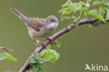 Grasmus (Sylvia communis)