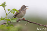 Greater Whitethroat (Sylvia communis)