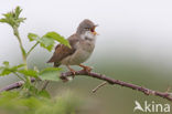Greater Whitethroat (Sylvia communis)
