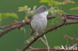Greater Whitethroat (Sylvia communis)