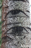 Grauwe abeel (Populus x canescens)