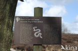 Cross-border park Maas-Swalm-Nette