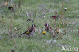 Grijskop Putter (Carduelis carduelis caniceps )