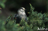 Grijze Gaai (Perisoreus canadensis)