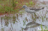 Groenpootruiter (Tringa nebularia)