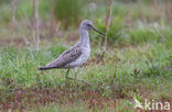 Groenpootruiter (Tringa nebularia)