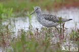 Groenpootruiter (Tringa nebularia)