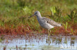 Groenpootruiter (Tringa nebularia)