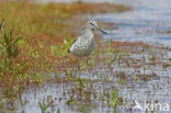 Groenpootruiter (Tringa nebularia)