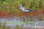 Groenpootruiter (Tringa nebularia)