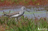 Groenpootruiter (Tringa nebularia)