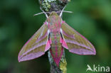 Groot avondrood (Deilephila elpenor)