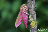 Groot avondrood (Deilephila elpenor)