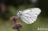 Groot geaderd witje (Aporia crataegi) 