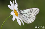 Groot geaderd witje (Aporia crataegi) 