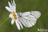 Groot geaderd witje (Aporia crataegi) 