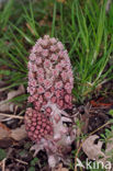 Groot hoefblad (Petasites hybridus)