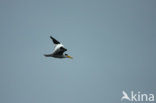 Large-billed Tern (Phaetusa simplex)