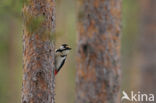 Grote Bonte Specht (Dendrocopos major)