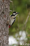 Grote Bonte Specht (Dendrocopos major)