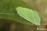 Grote groenuil (Bena bicolorana)