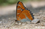 Grote ijsvogelvlinder (Limenitis populi) 