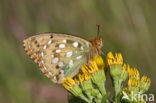 Dark Green Fritillary (Argynnis aglaja)