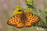 Grote parelmoervlinder (Argynnis aglaja) 