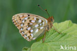 Dark Green Fritillary (Argynnis aglaja)