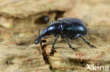 Hazel Leaf-roller (Byctiscus betulae)