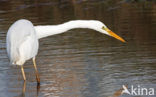Great White Egret