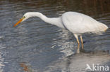 Great White Egret