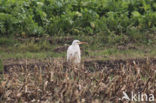 Great White Egret