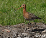Black-tailed Godwit (Limosa limosa) 