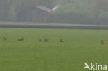 Brown Hare (Lepus europaeus)