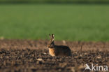 Brown Hare (Lepus europaeus)