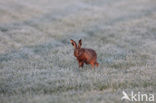 Brown Hare (Lepus europaeus)