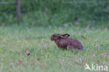 Brown Hare (Lepus europaeus)