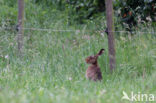 Brown Hare (Lepus europaeus)