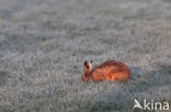 Brown Hare (Lepus europaeus)