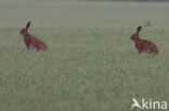 Brown Hare (Lepus europaeus)