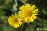 Common Fleabane (Pulicaria dysenterica)