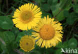 Common Fleabane (Pulicaria dysenterica)