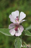 Heemst (Althaea )