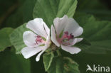 Heemst (Althaea )