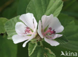 Heemst (Althaea )