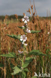 Heemst (Althaea )